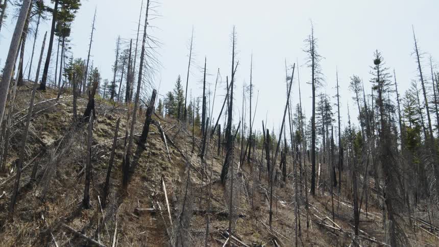 Ascending a hillside with many bare and broken trees