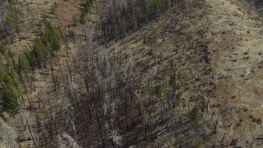 Overhead view of a fire damaged hillside slowly starting to recover