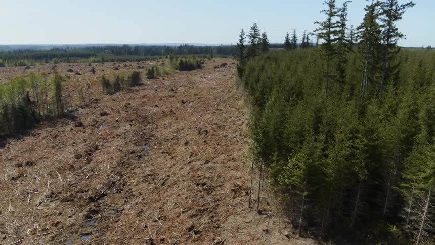 Pullback tilt up along the edge of a clearcut logging zone