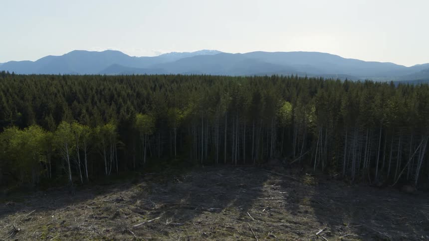 Reveal of a huge clearcut along the edge of a mountain forest