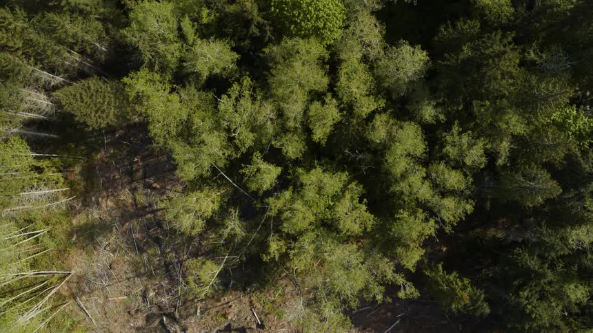 Birds eye view of the transition zone from green forest to the edge of a clearcut