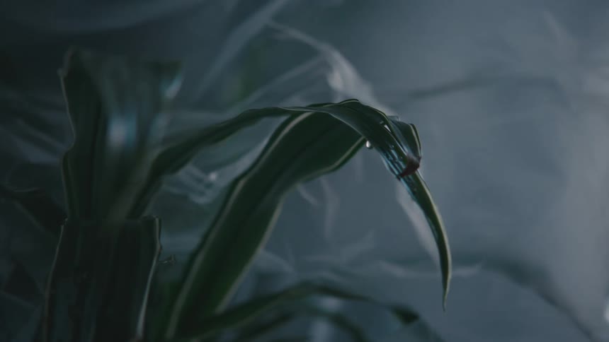 The plants in the wind on a foggy night