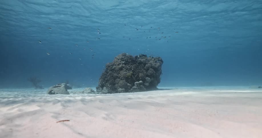 Small fish swim near a section of coral reef in a sandybottomed ocean