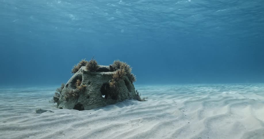 Fish swim around a coral formation on the sea floor as sunlight shines from above