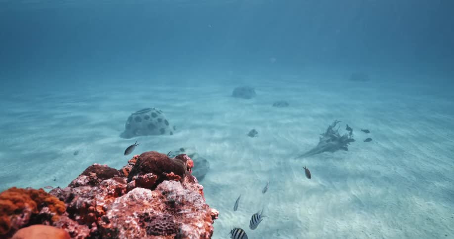 Fish swim in a bright blue sea