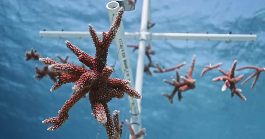 Pieces of red coral hanging from a frame submerged on the clear blue tropical ocean water