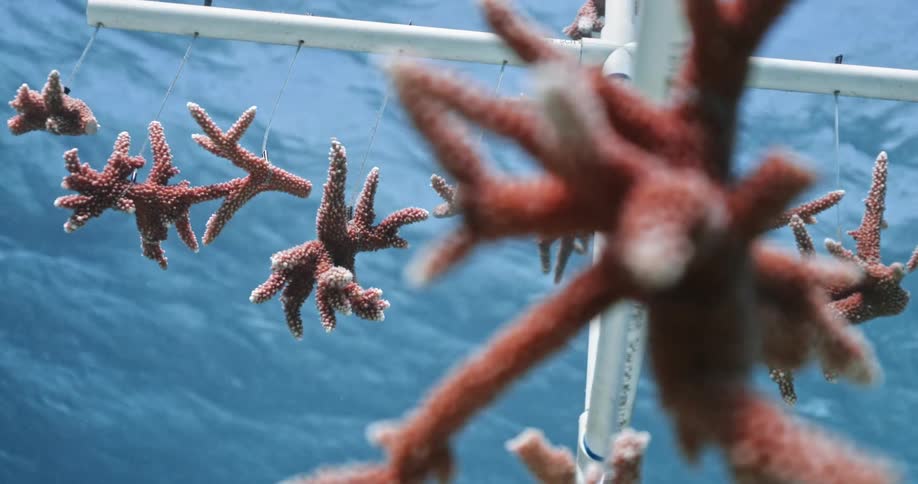 Underwater footage of pieces of coral hanging from a frame in the clear blue ocean water