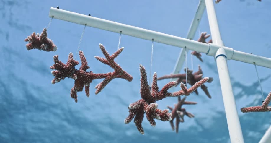 Pieces of coral hanging from a pvc pipe underwater in ocean water