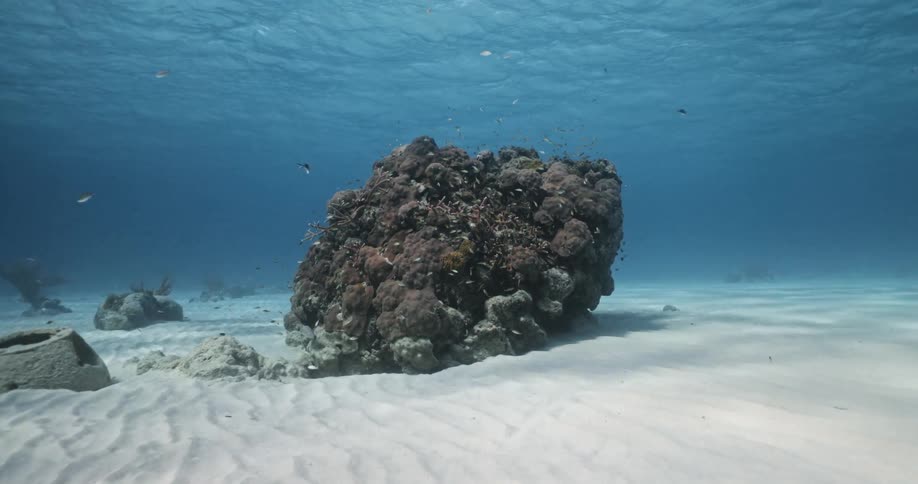 Small fish swim around a piece of reef in an ocean with a sandy floor beneath them