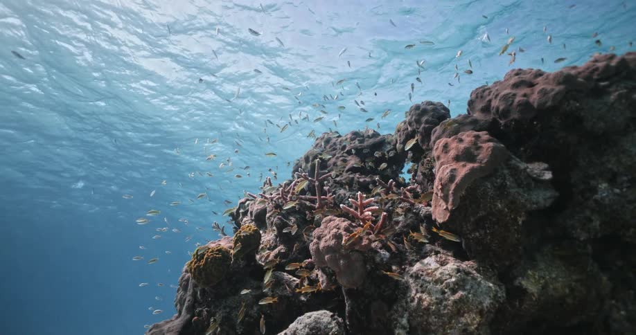 A view of fish that are swimming around a reef under water