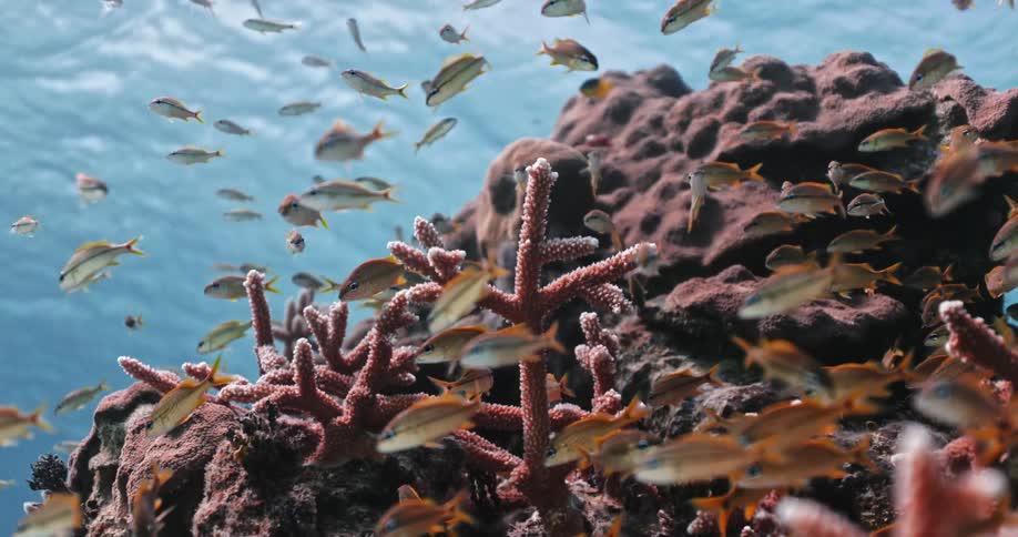 A school of small fish swim around a coral formation on the sea floor on a sunny day