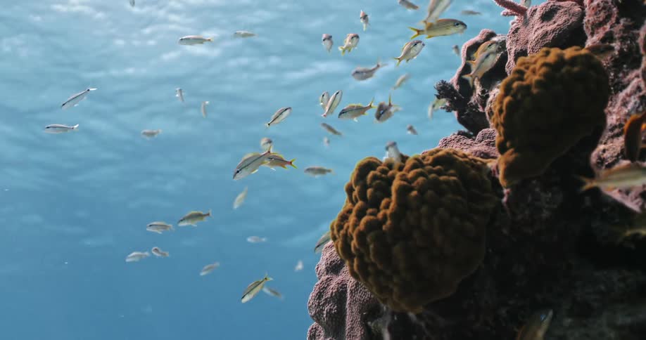 Underwater in the ocean with fishes and coral reefs