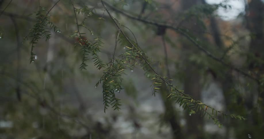 Water drips from branch of forest tree as it sways in the wind