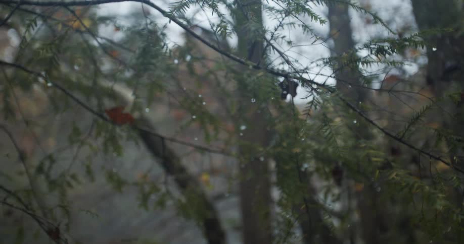 Water drops are on the trees
