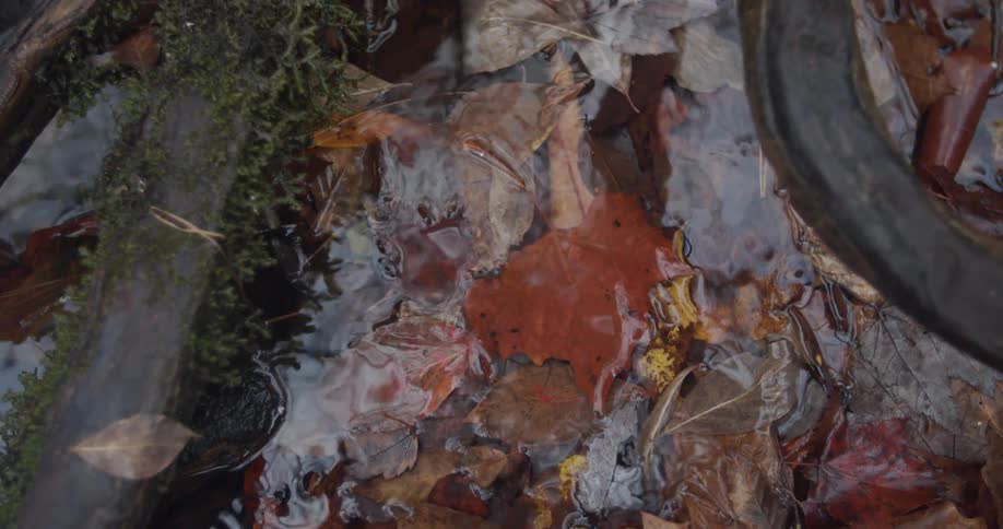 Leaves that are floating in a fountain area