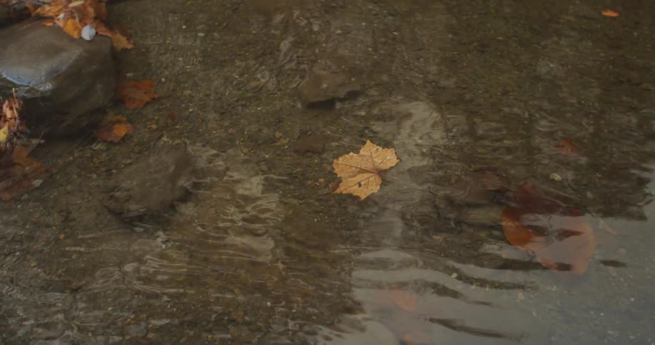 An autumn leaf floating in a rippling stream