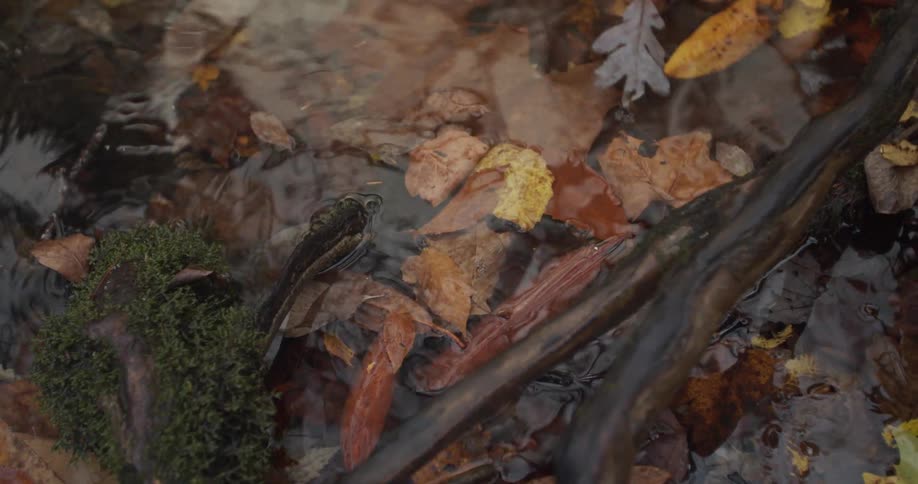Fall leaves float in water flowing and rippling under fallen branch near shore