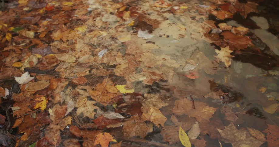 Leaves are floating in a puddle outdoors