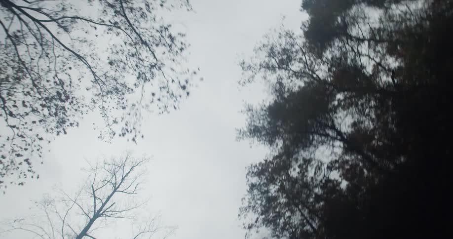 Trees with barren branches sit next to dense pine trees in a forest