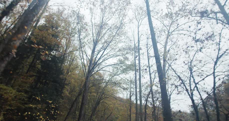 Trees are surrounded a street in autum
