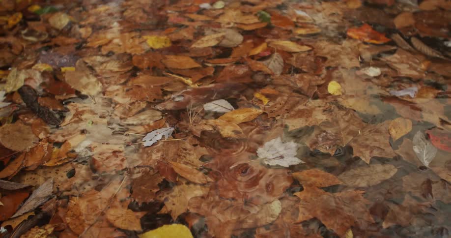 A view of leaves floating in a river in the middle of a day