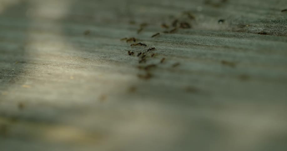Many ants gathering in one area
