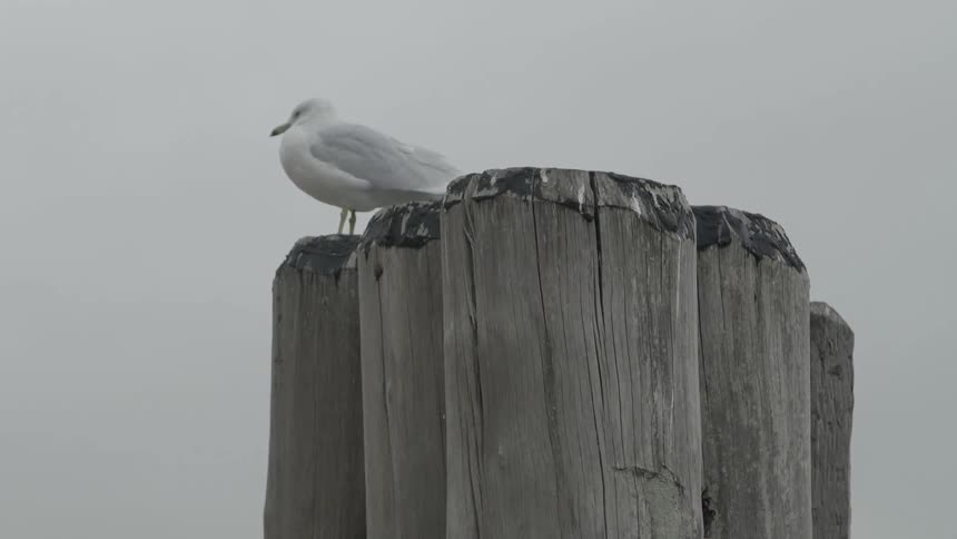 A seagull stands on a wooden structure