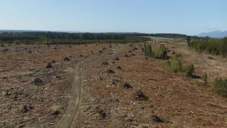 A logging road runs through a wasteland of wood scraps and debris piles after thousands of trees have been cut down