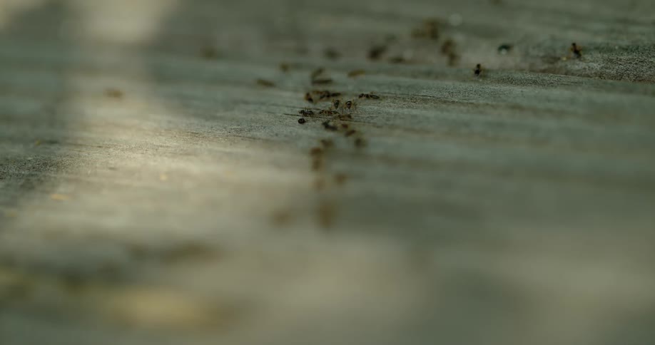 Ants in slow motion