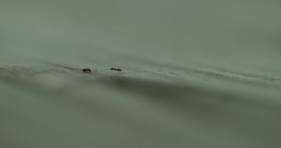 Close up of two ants crawling towards each other