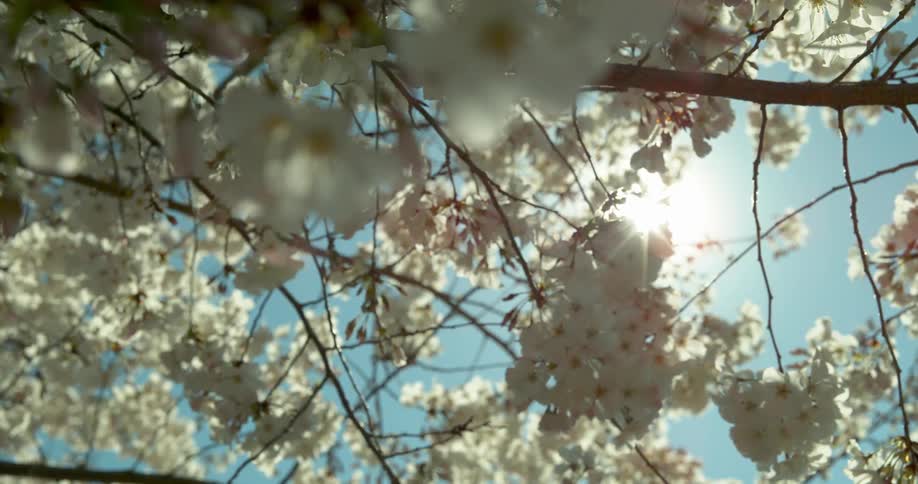 Close up of cherry blossoms on a tree