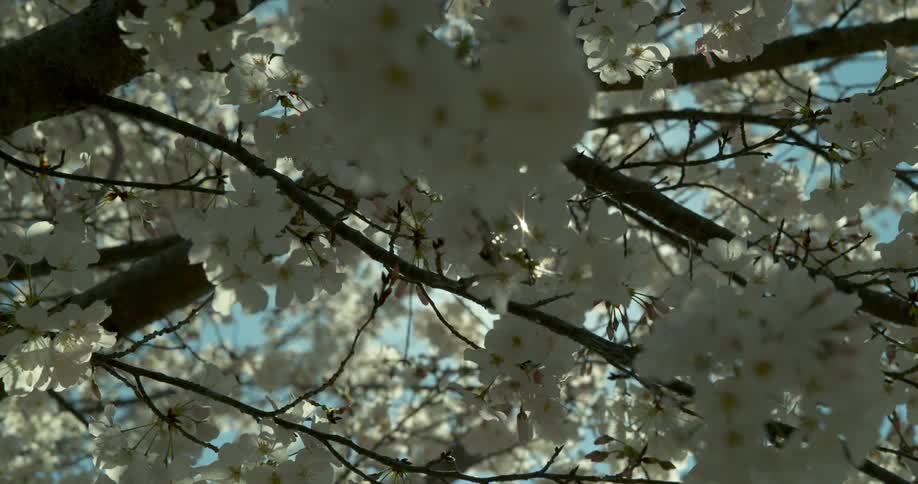 Close up of white flowers on tree branches