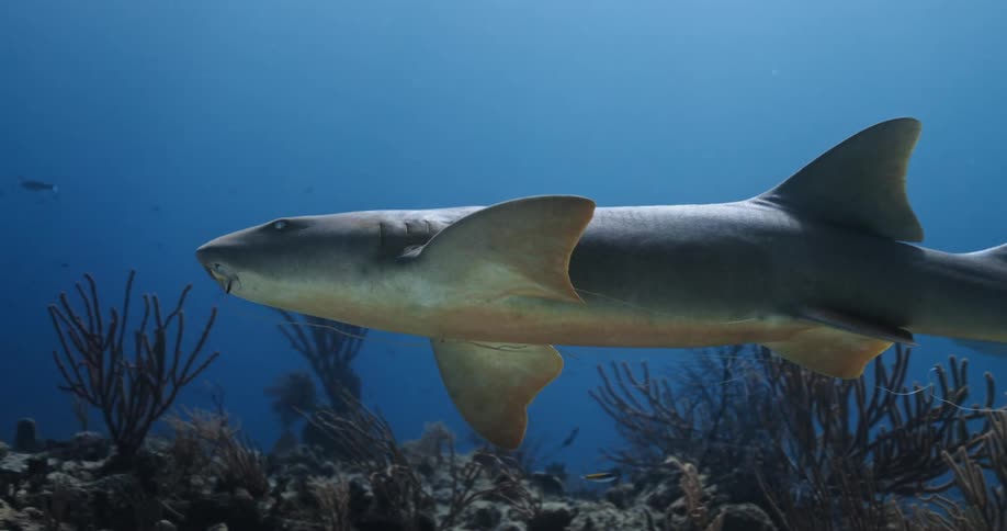 A shark with a fish hook in its mouth swims in the ocean
