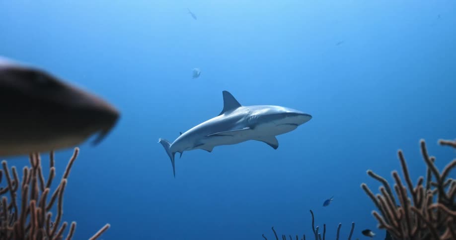 Sharks swim among smaller species in the ocean