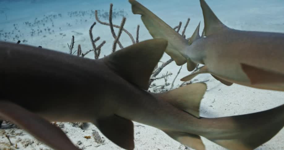 Two sharks swim closely over each other near sandy ocean bottom