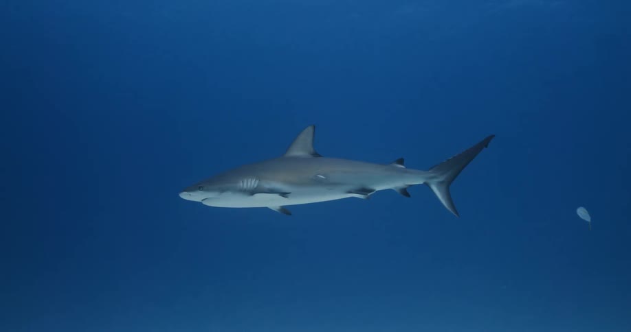 A shark swimming underwater in the ocean