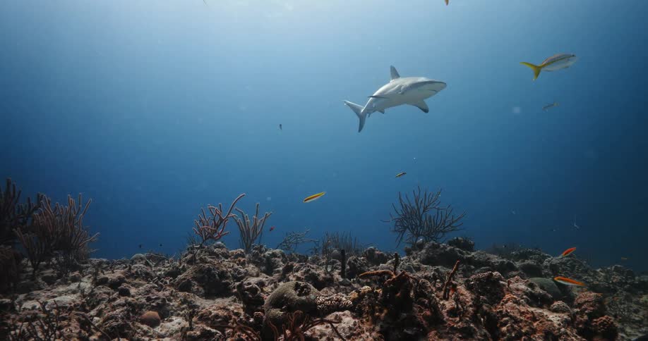 A shark and fishes swimming underwater in the ocean