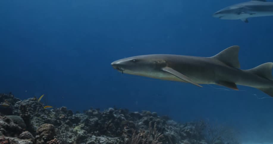 A number of sharks and small fish drift through the water near the ocean floor