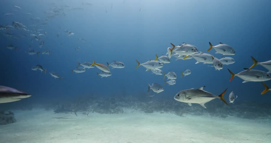 Fishes and sharks swimming over the ocean floor