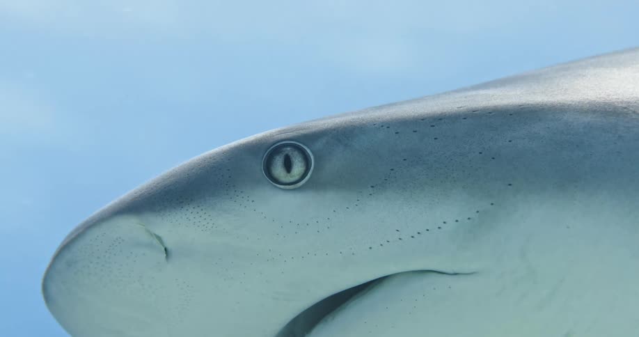 A shark swims underwater on a sunny day