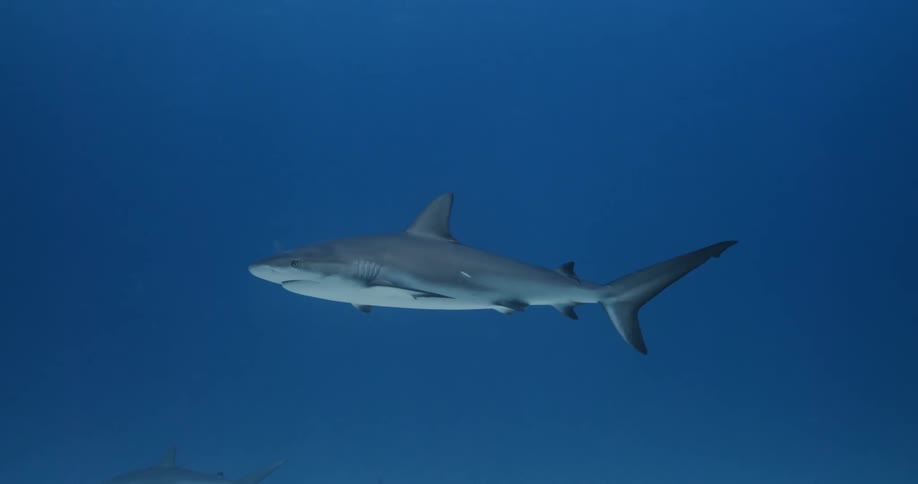 A shark is swimming in the ocean water