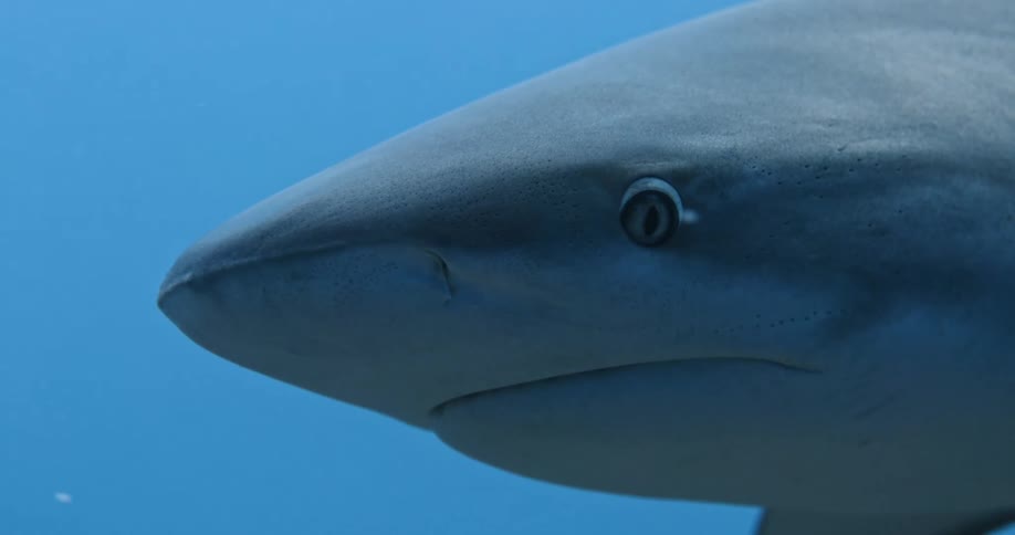 Shark makes a turn then swims past its slit eye looking around