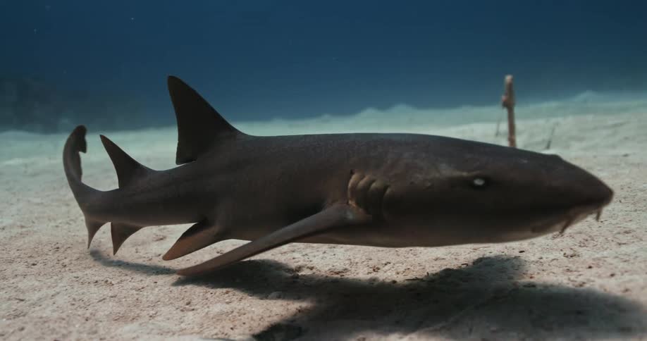 A shark swimming around in the ocean