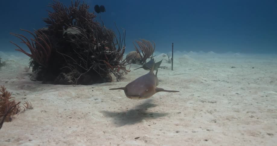 An underwater shot with a shark