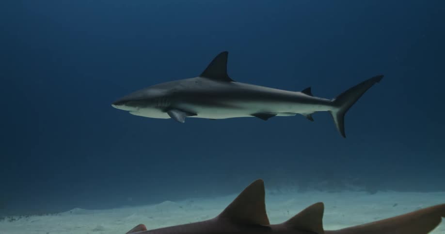 Shark swimming near the bottom of the blue ocean waters