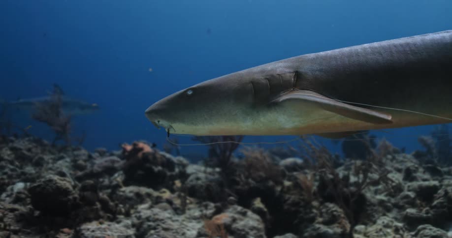 Shark swimming over a coral reef in the blue ocean waters