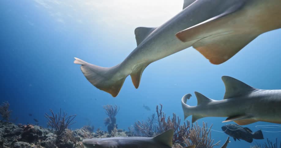 Sharks swim together over coral reef as light shine through ripples from above