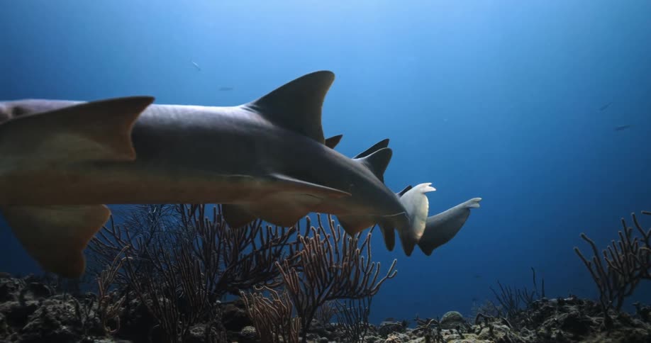 Fish and sharks swimming in the ocean