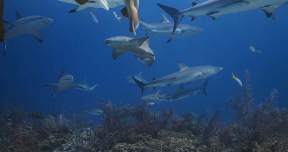 Several sharks swim together underwater over the reef