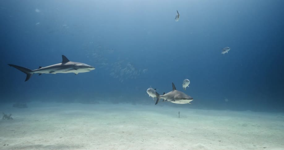 Several sharks and small fish swim through the water near the ocean floor